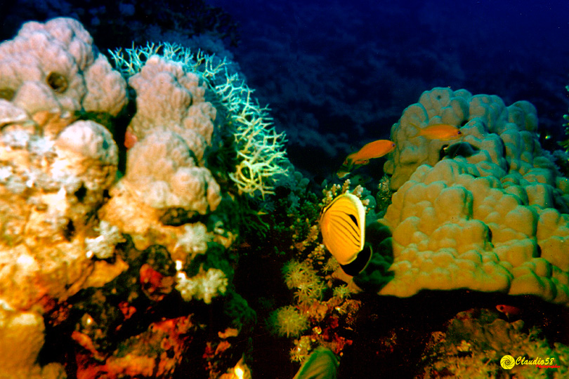 Oracolo della Sibilla Egitto mar rosso